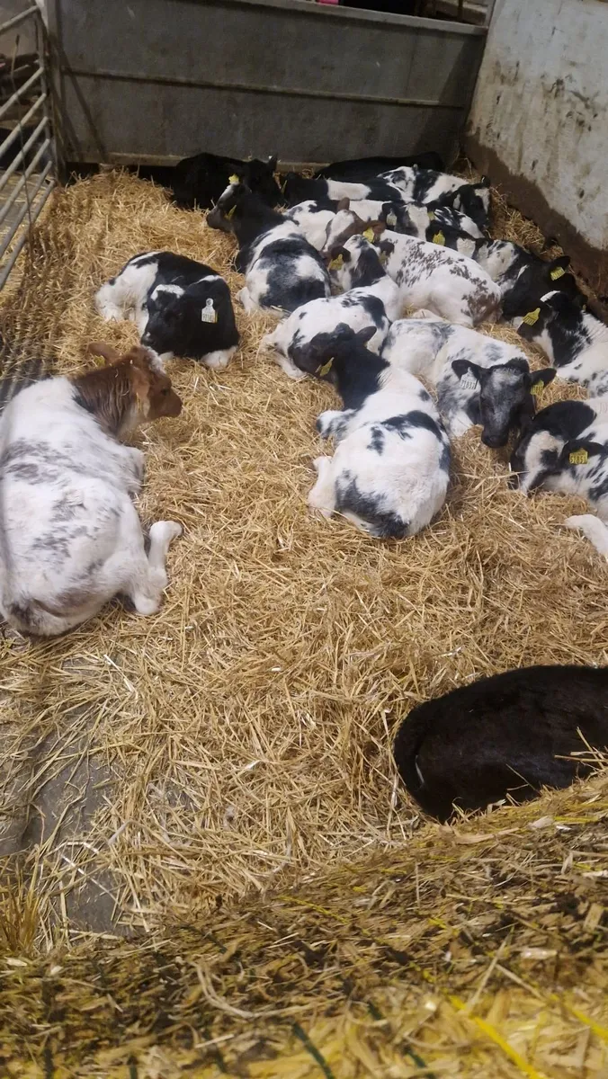 Belgium blue calves420 to 520 - Image 4