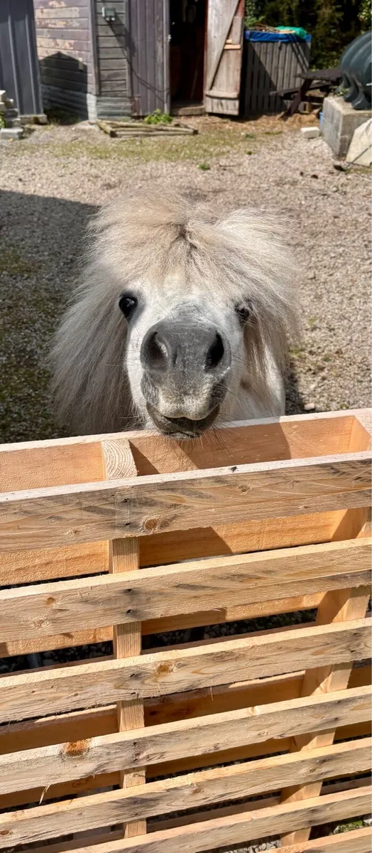 Shetland pony - Image 2