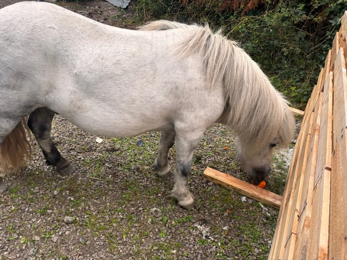 Shetland pony - Image 3