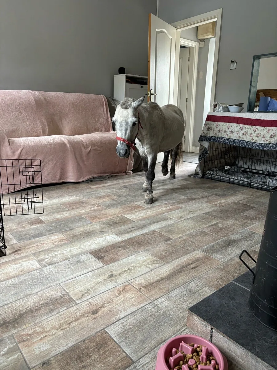 Shetland pony - Image 4