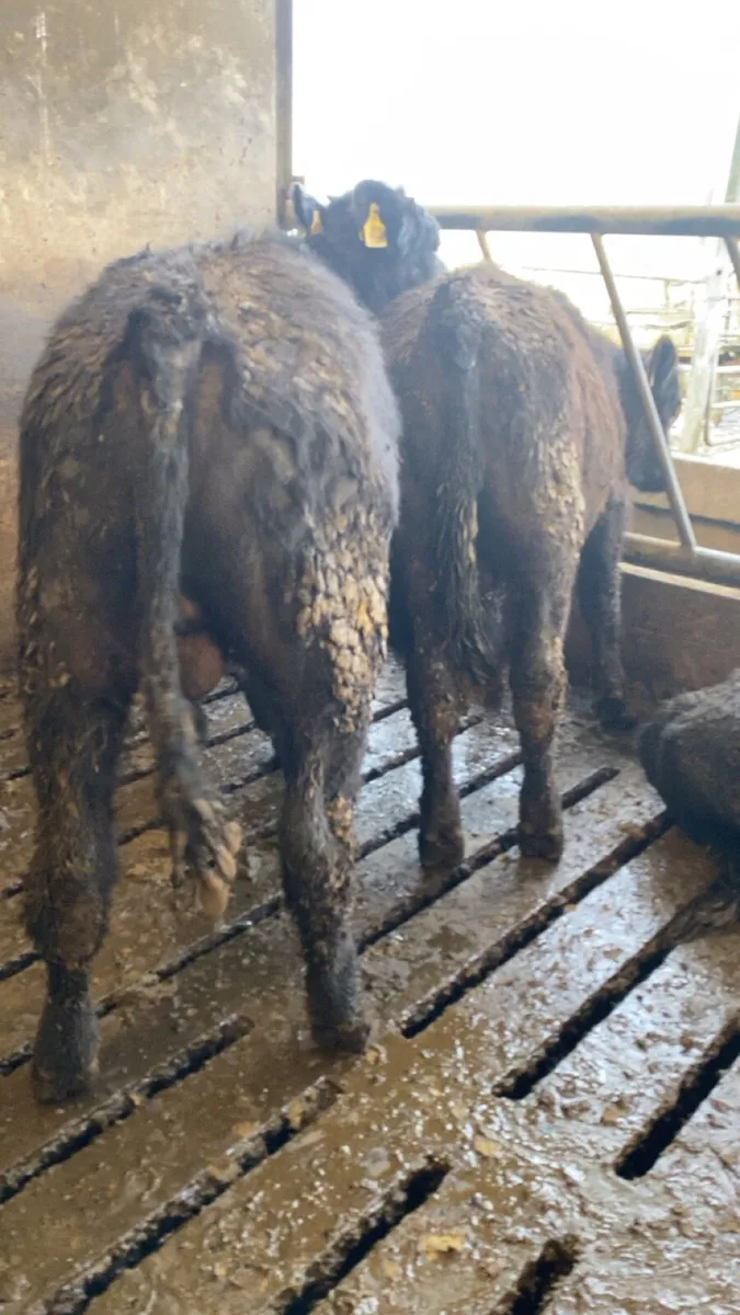 4 angus bullocks for sale - Image 2