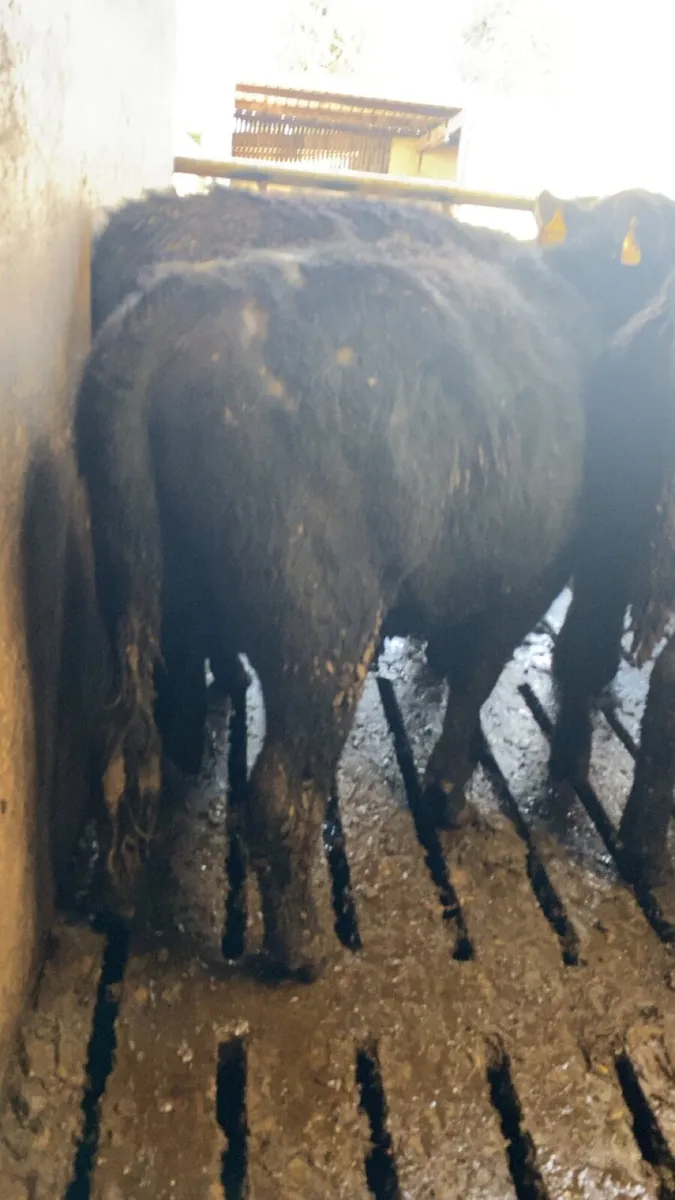 4 angus bullocks for sale - Image 3