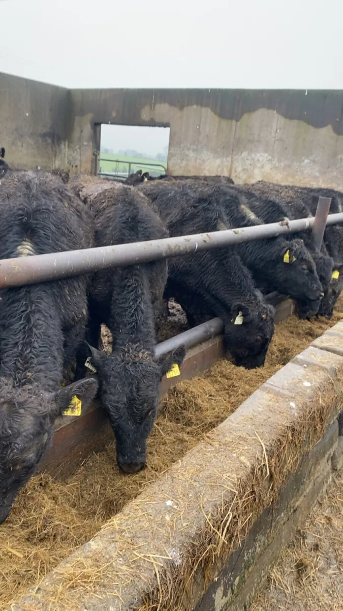 4 angus bullocks for sale - Image 4