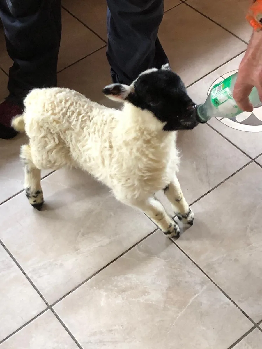 Pet Lamb - Image 2