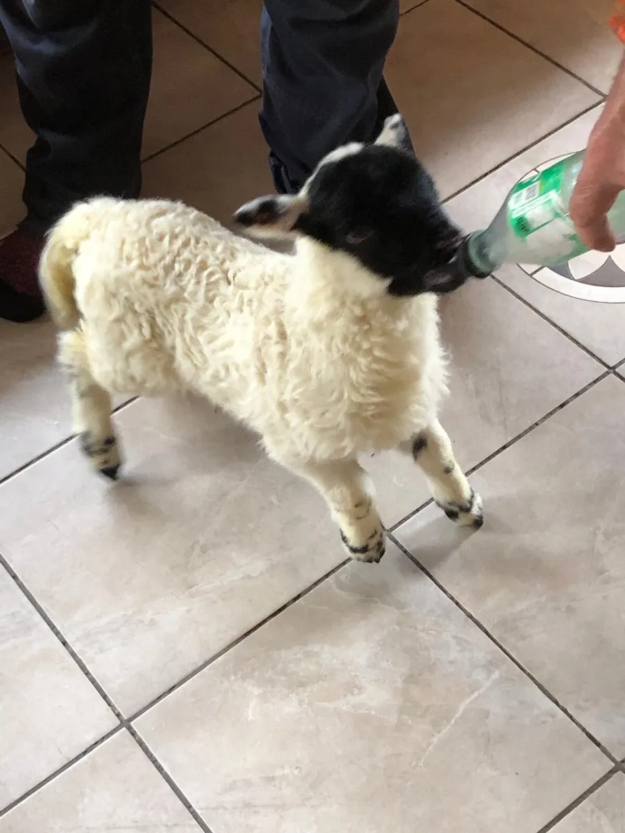 Pet Lamb - Image 3