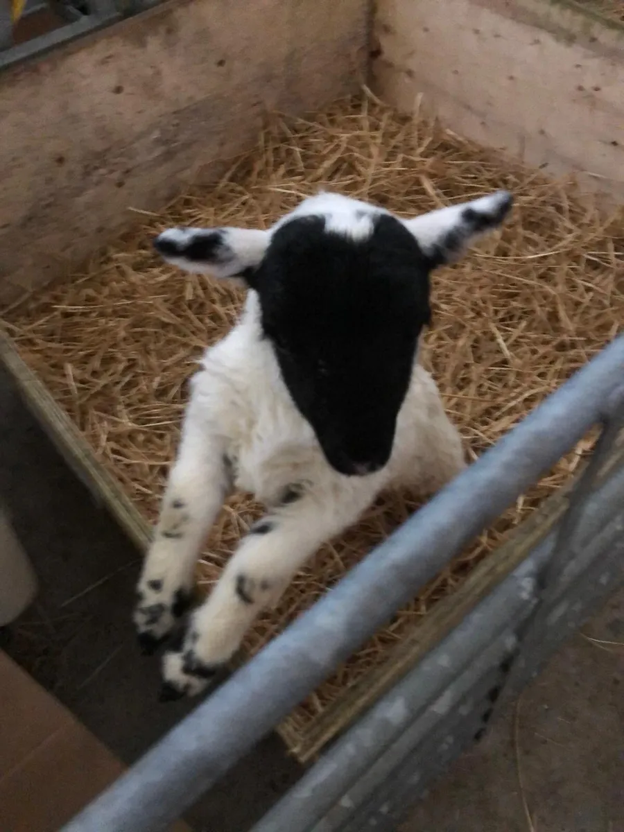 Pet Lamb - Image 1