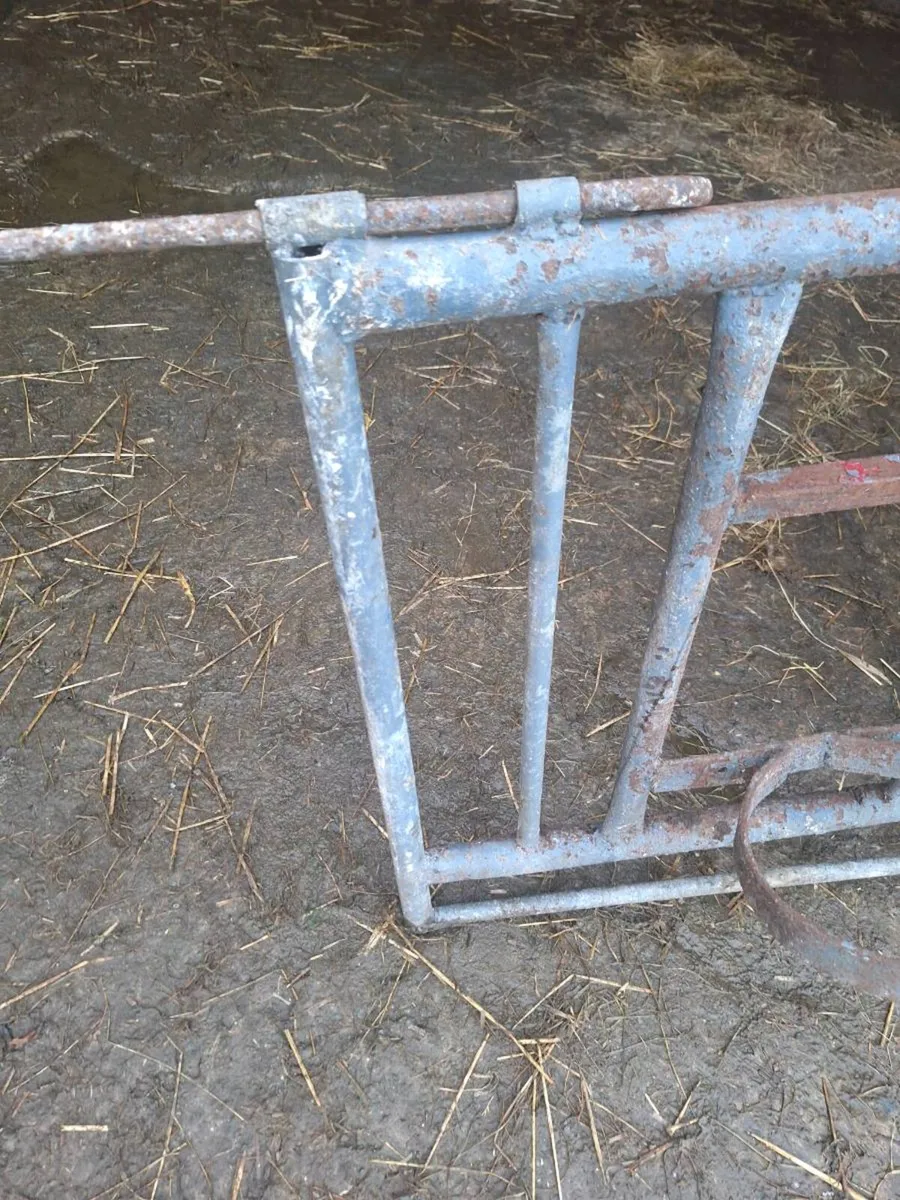 Calf gate - Image 3