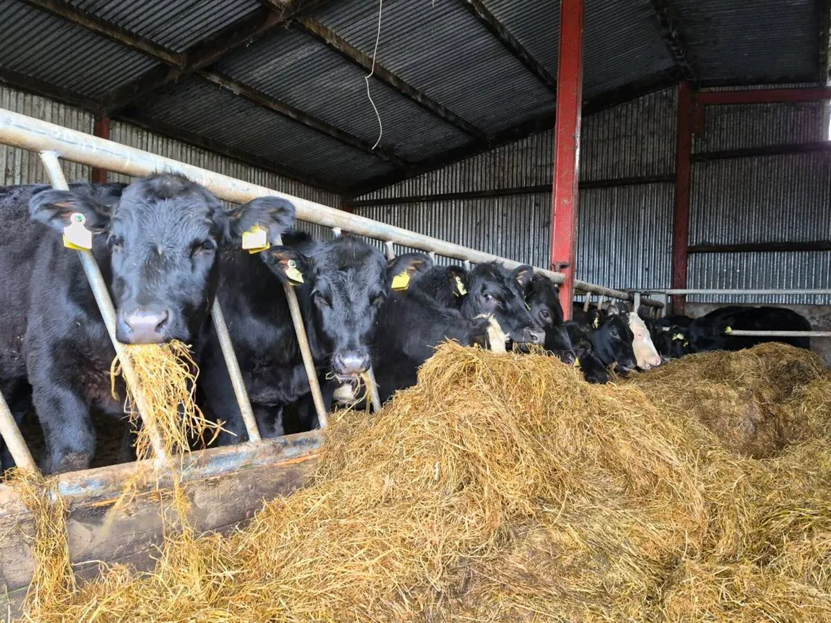 20 Super Aberdeen Angus Heifers - Image 1