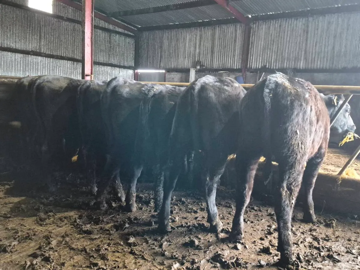 20 Super Aberdeen Angus Heifers - Image 2