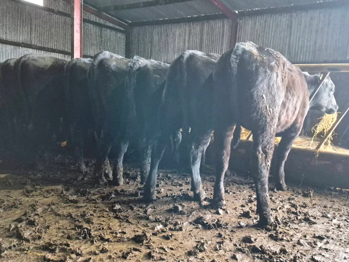 20 Super Aberdeen Angus Heifers - Image 4