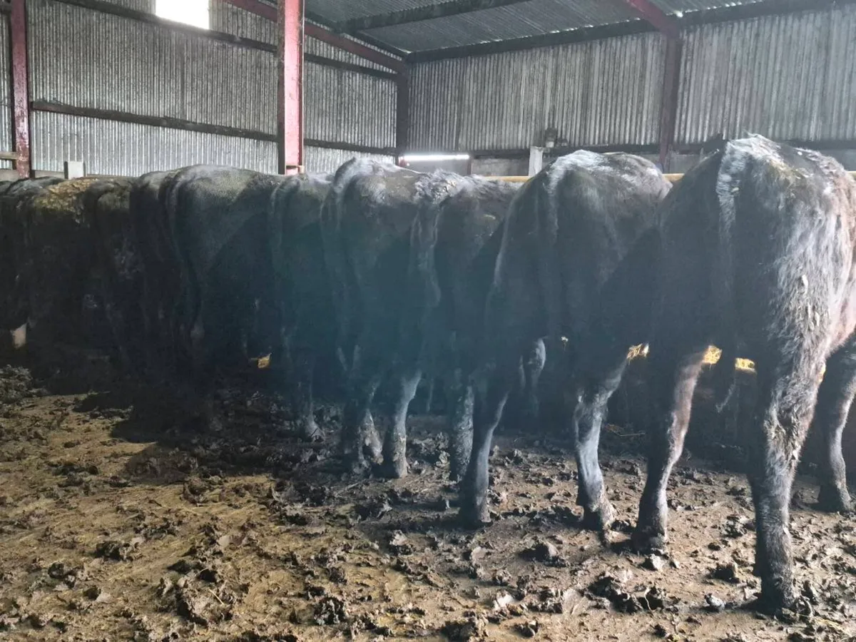 20 Super Aberdeen Angus Heifers - Image 3