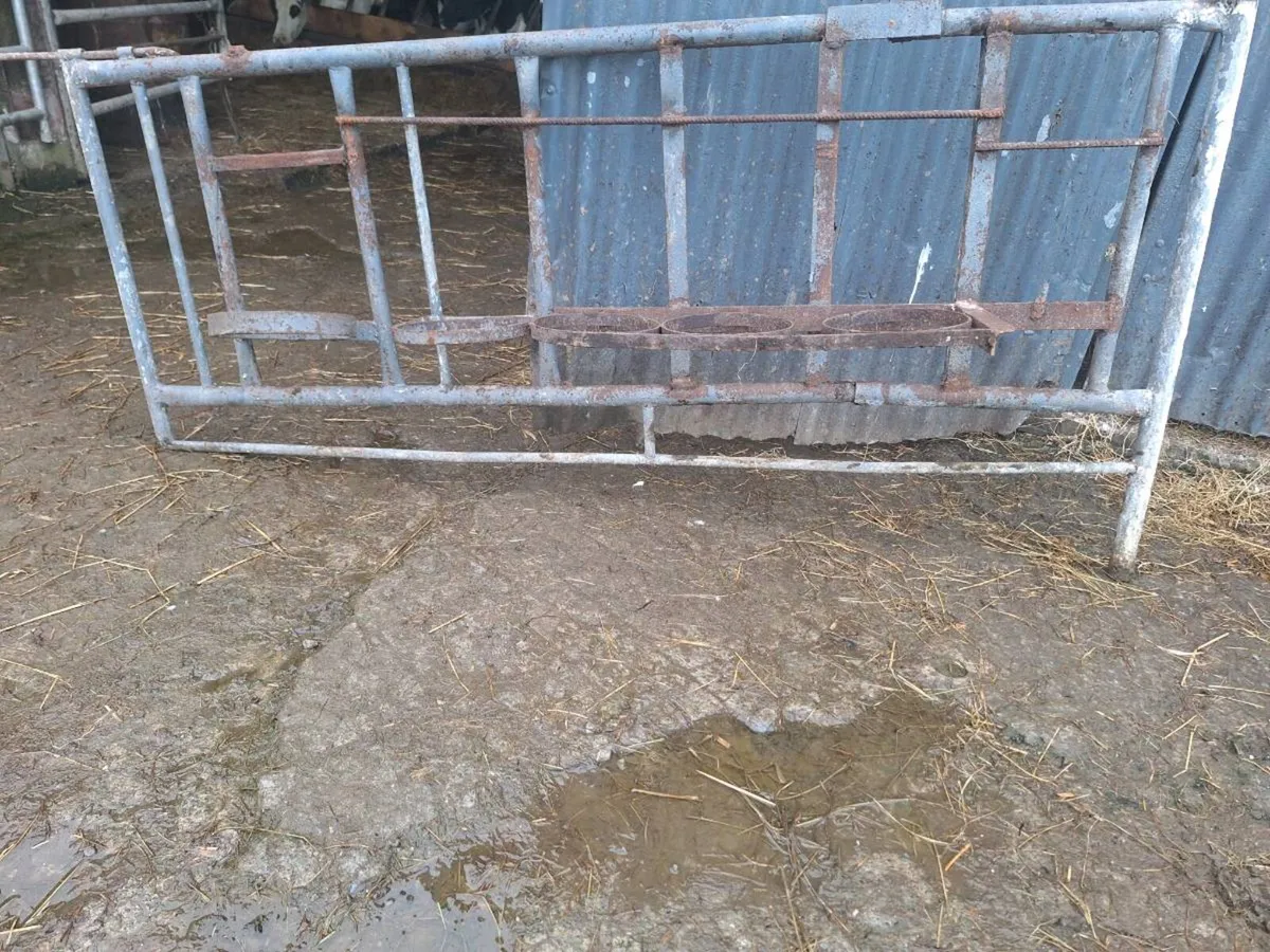 Calf gate - Image 4