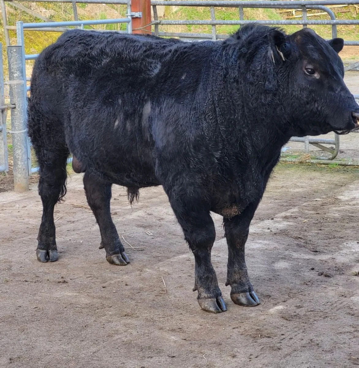 Premier Angus Bull Sale Sat Apr 4th - Image 3