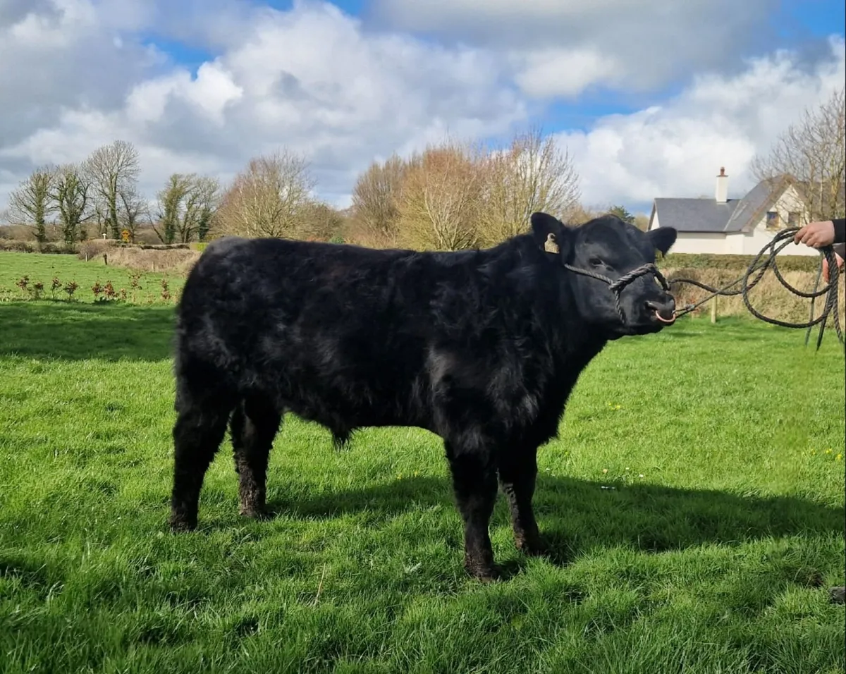 Premier Angus Bull Sale Sat Apr 4th - Image 2