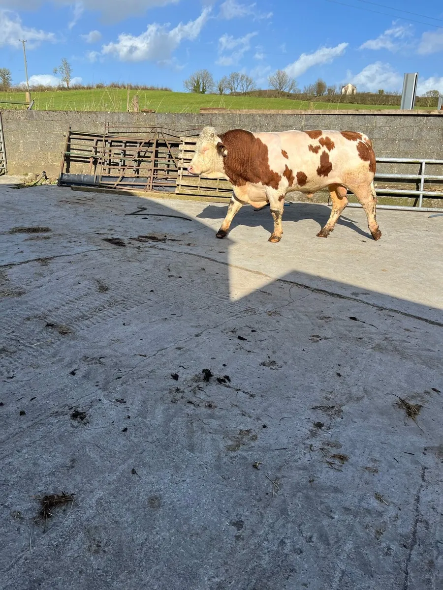 Simmental bull - Image 3