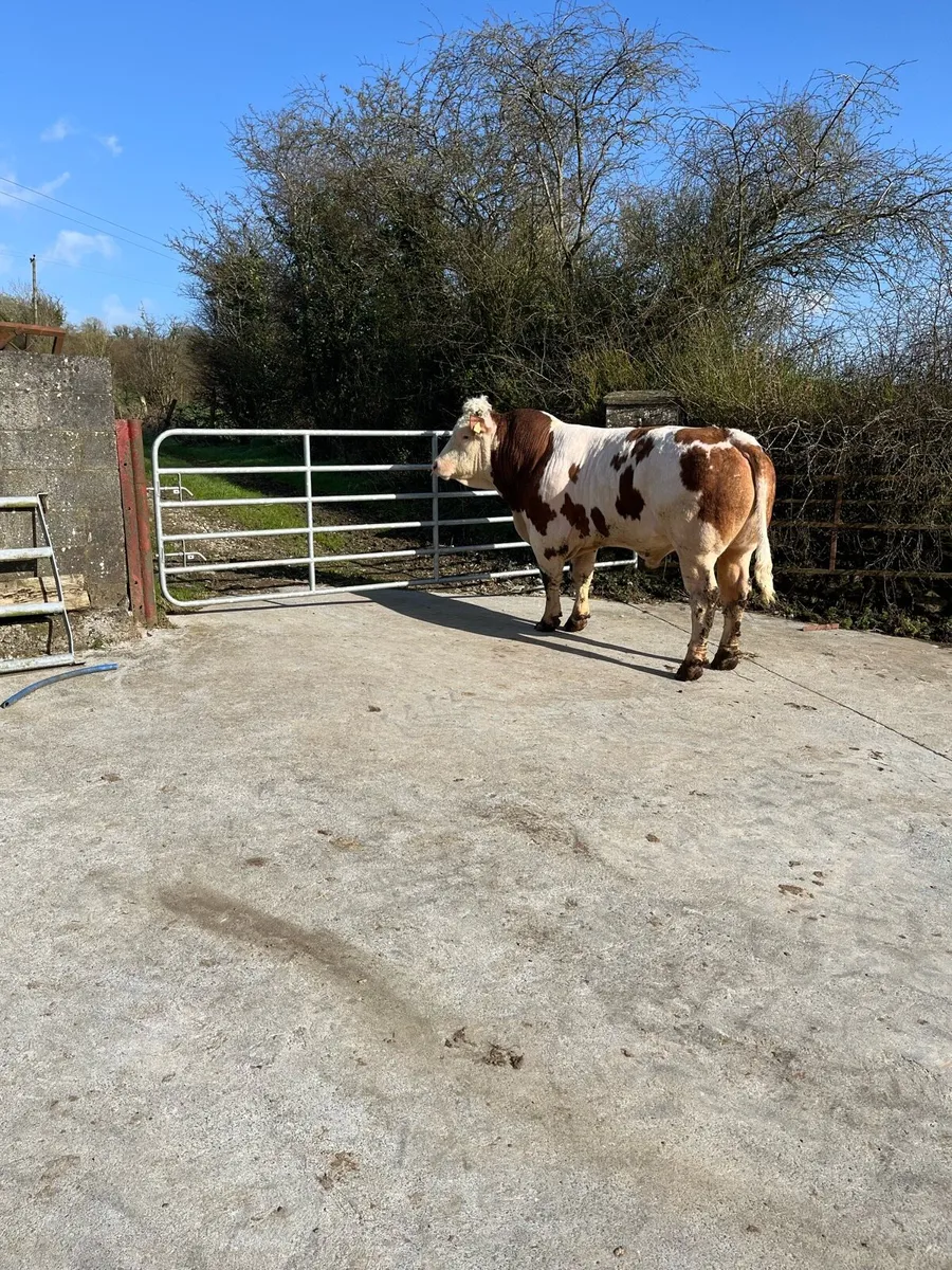 Simmental bull - Image 1