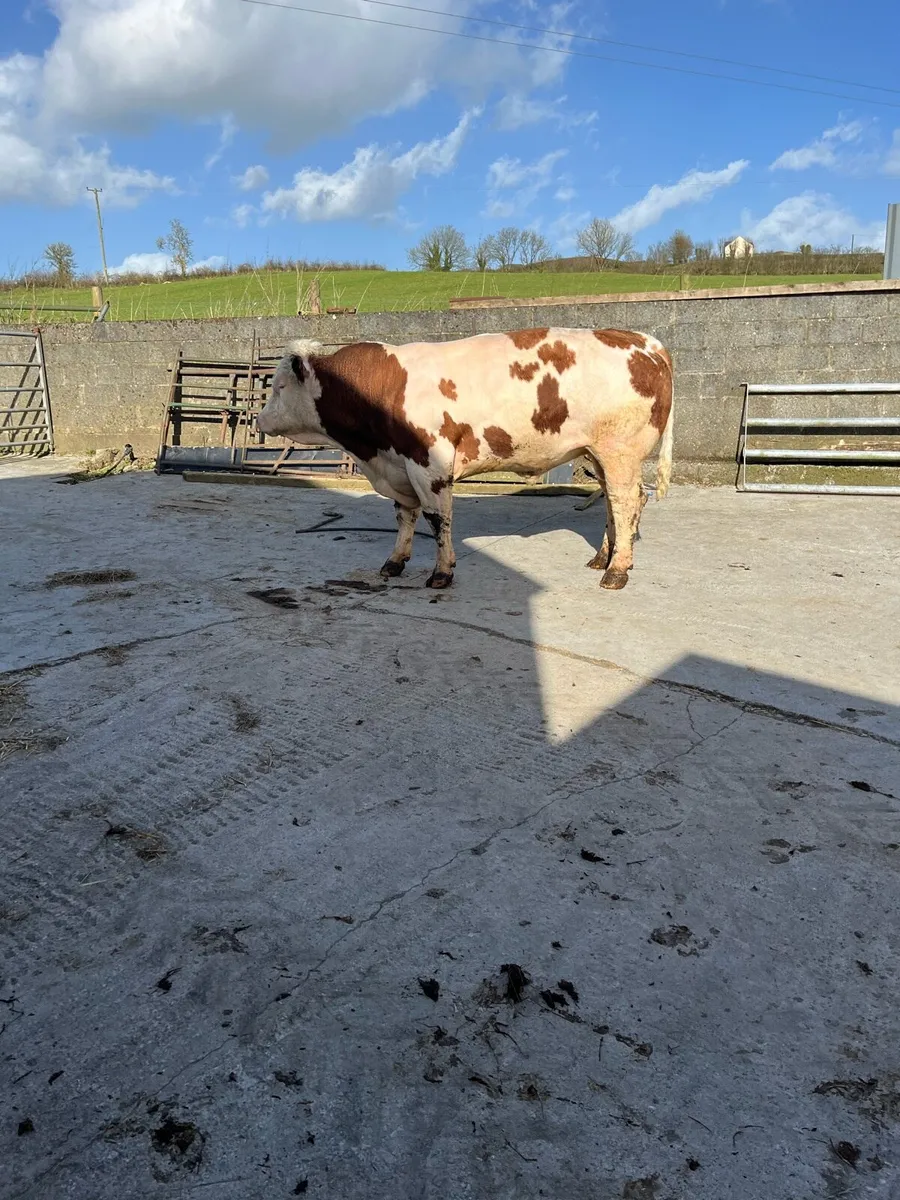 Simmental bull - Image 4