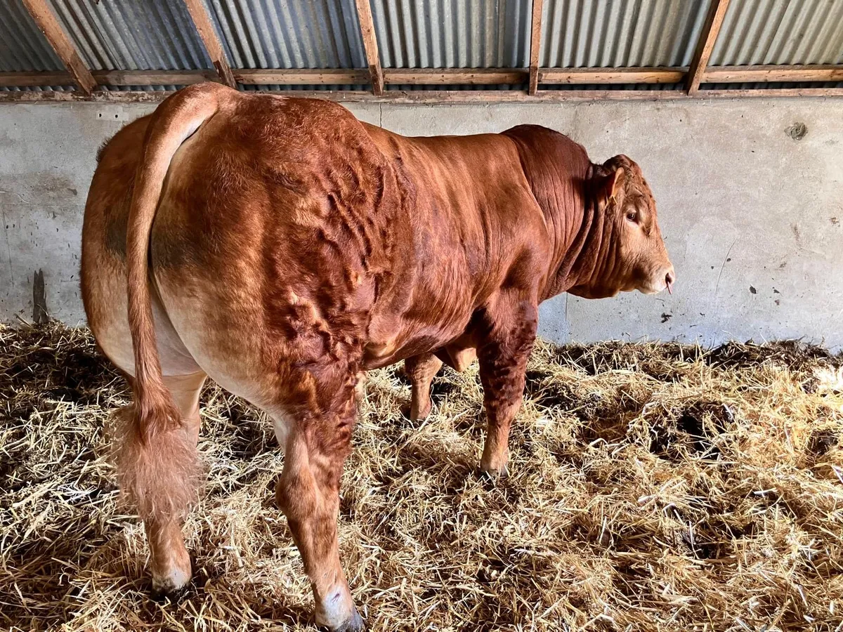 Pedigree Limousin Bull - Image 2