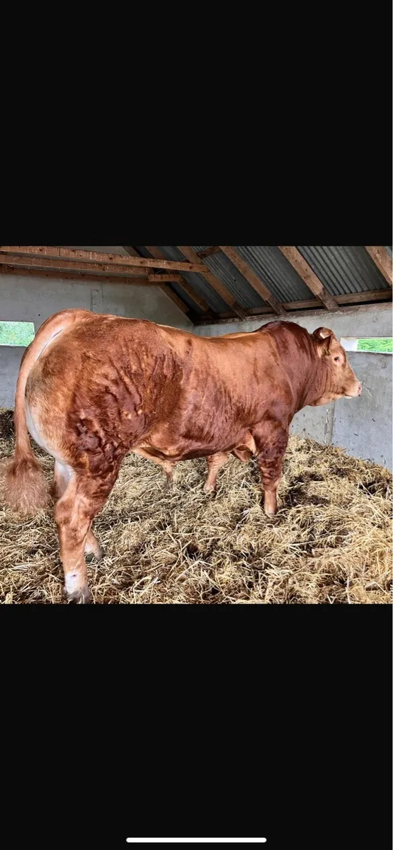Pedigree Limousin Bull - Image 1