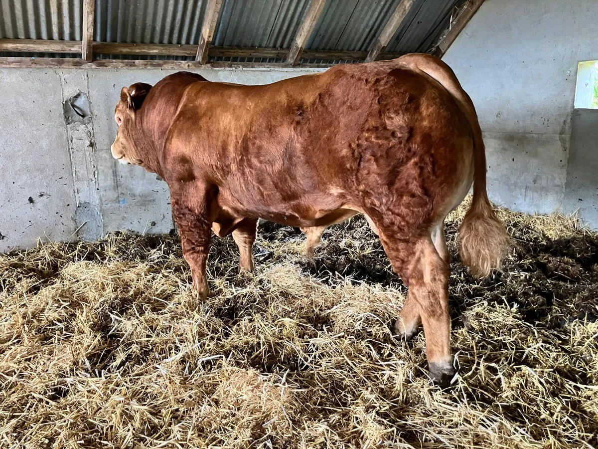 Pedigree Limousin Bull - Image 3