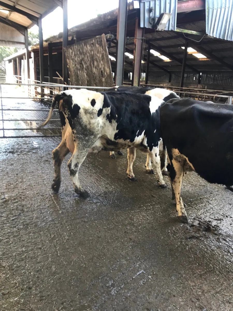 IN CALF COWS - Image 2