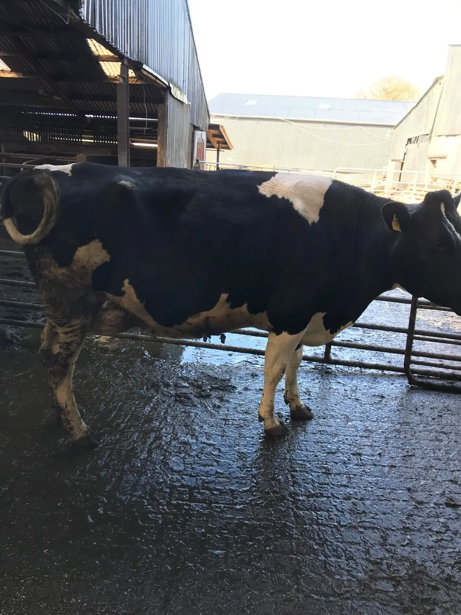 IN CALF COWS - Image 3