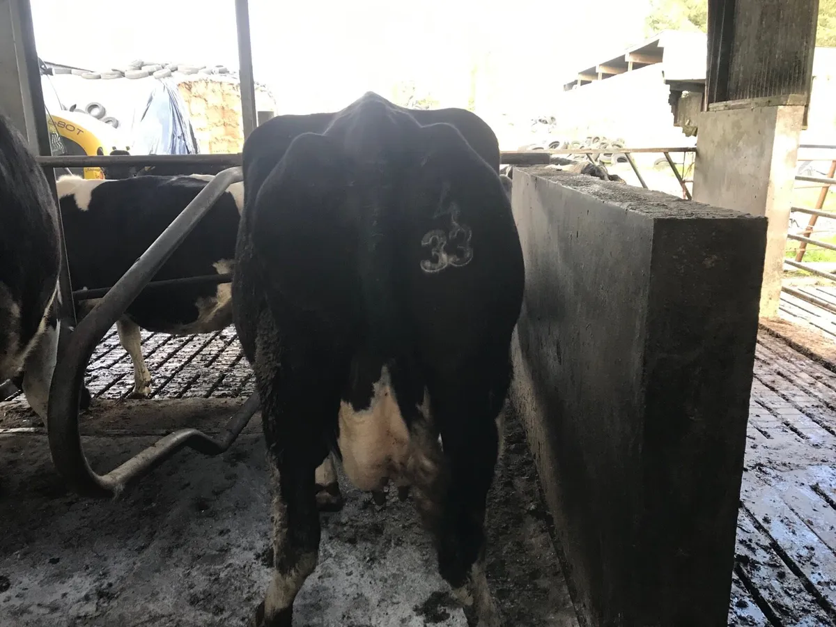 IN CALF COWS - Image 4