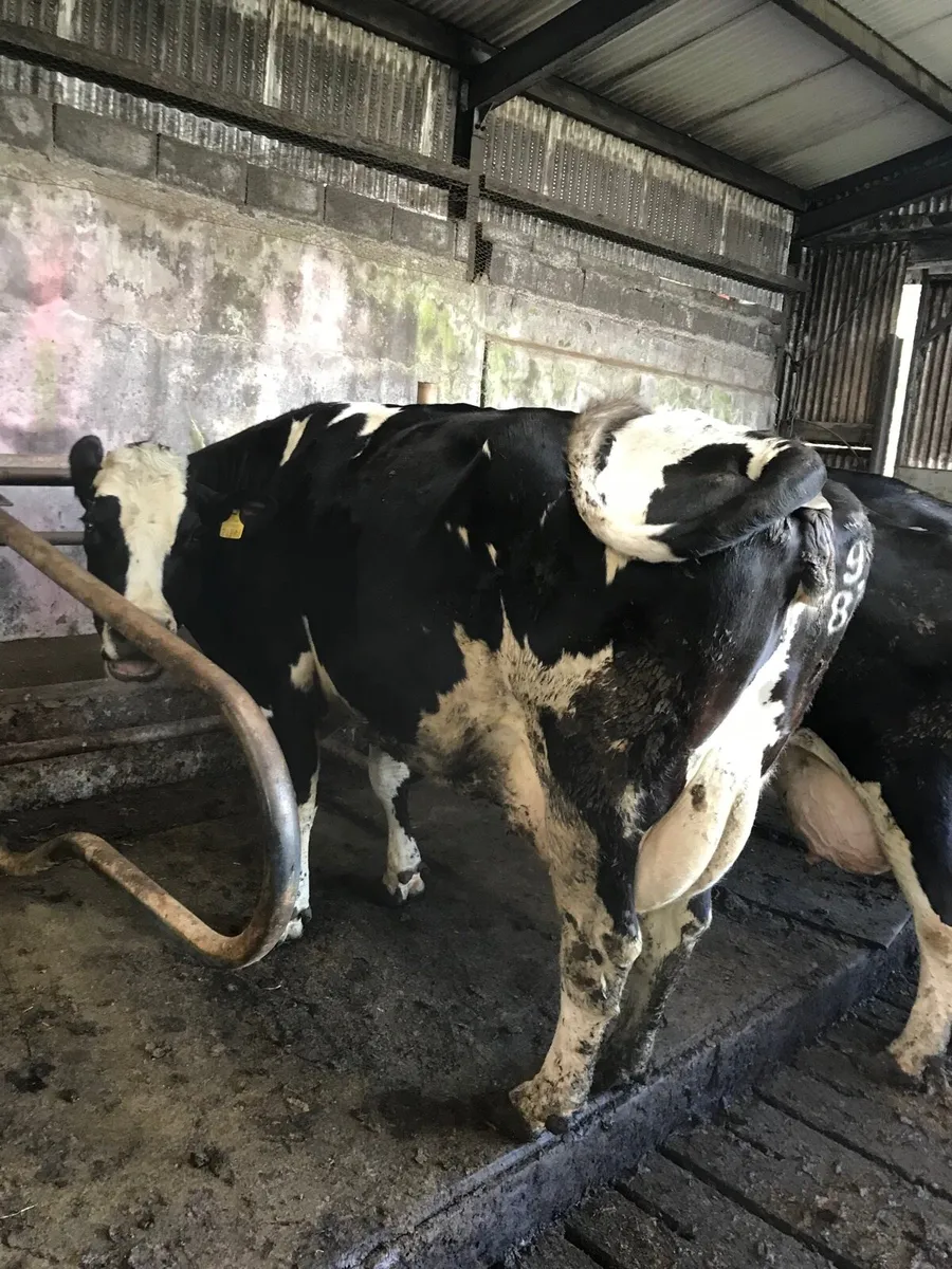 IN CALF COWS - Image 1