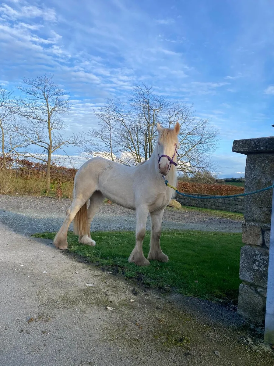 2 year old cremello filly. - Image 2
