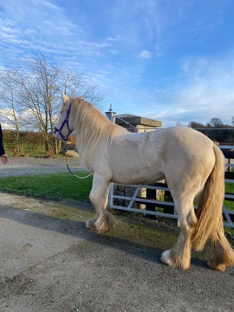 2 year old cremello filly. - Image 3