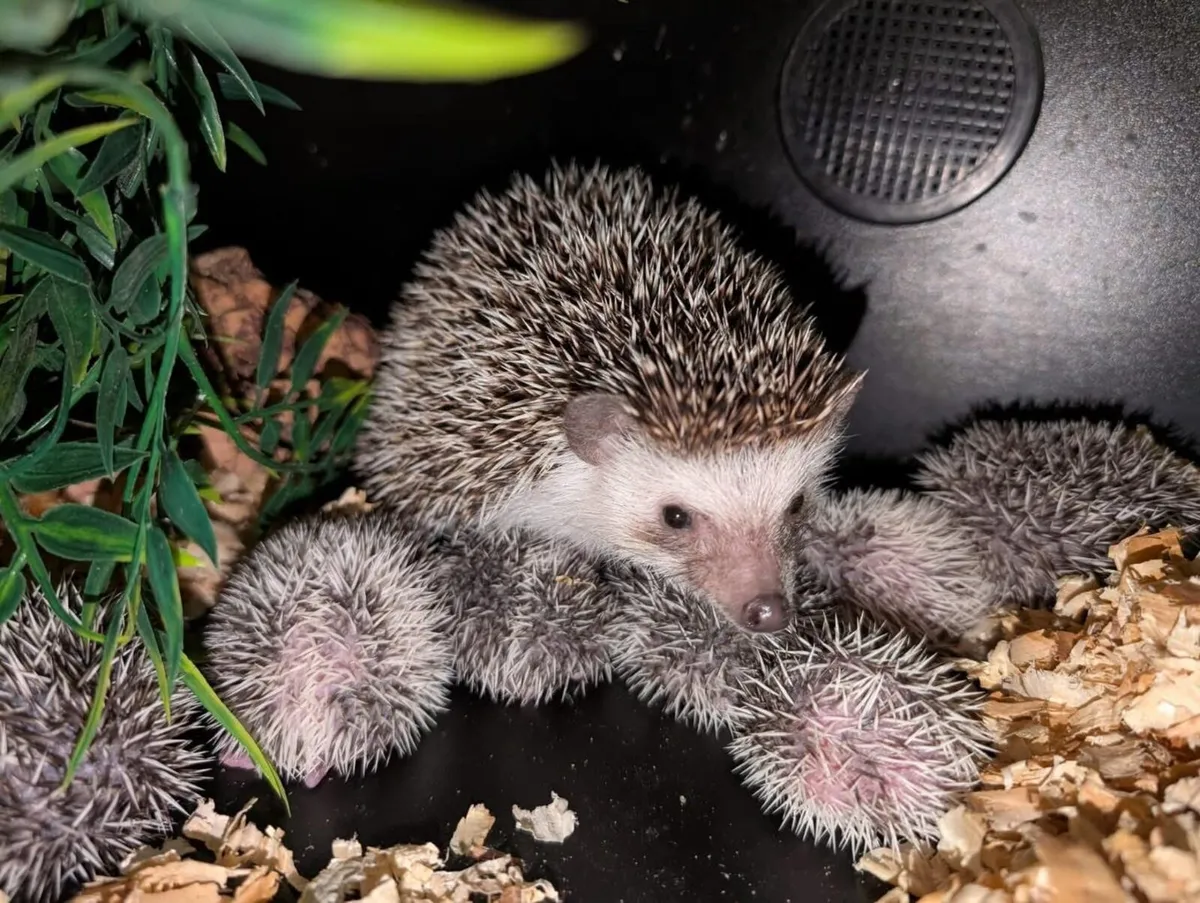 Pygmy Hedgehog - Image 1