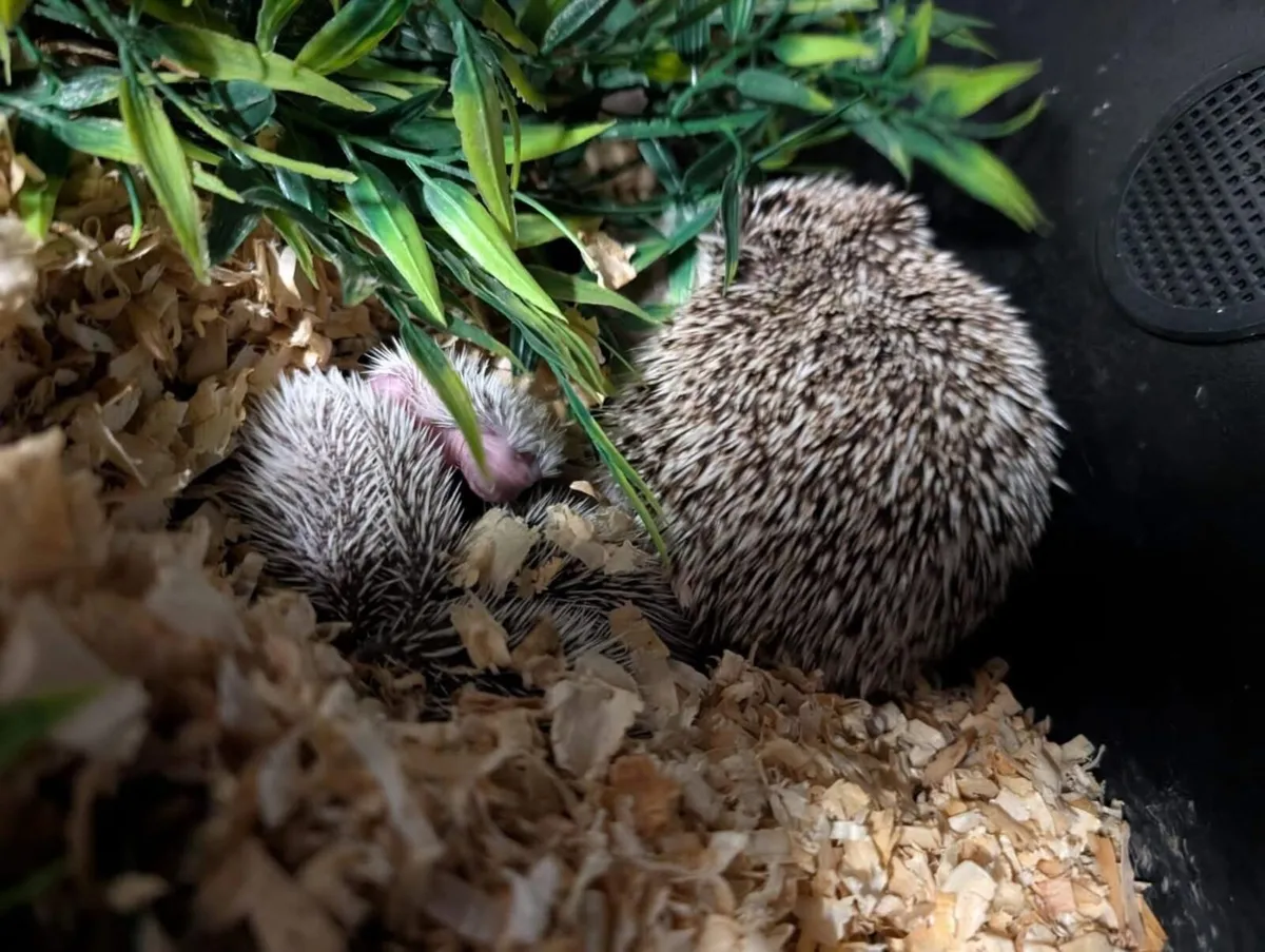 Pygmy Hedgehog - Image 2