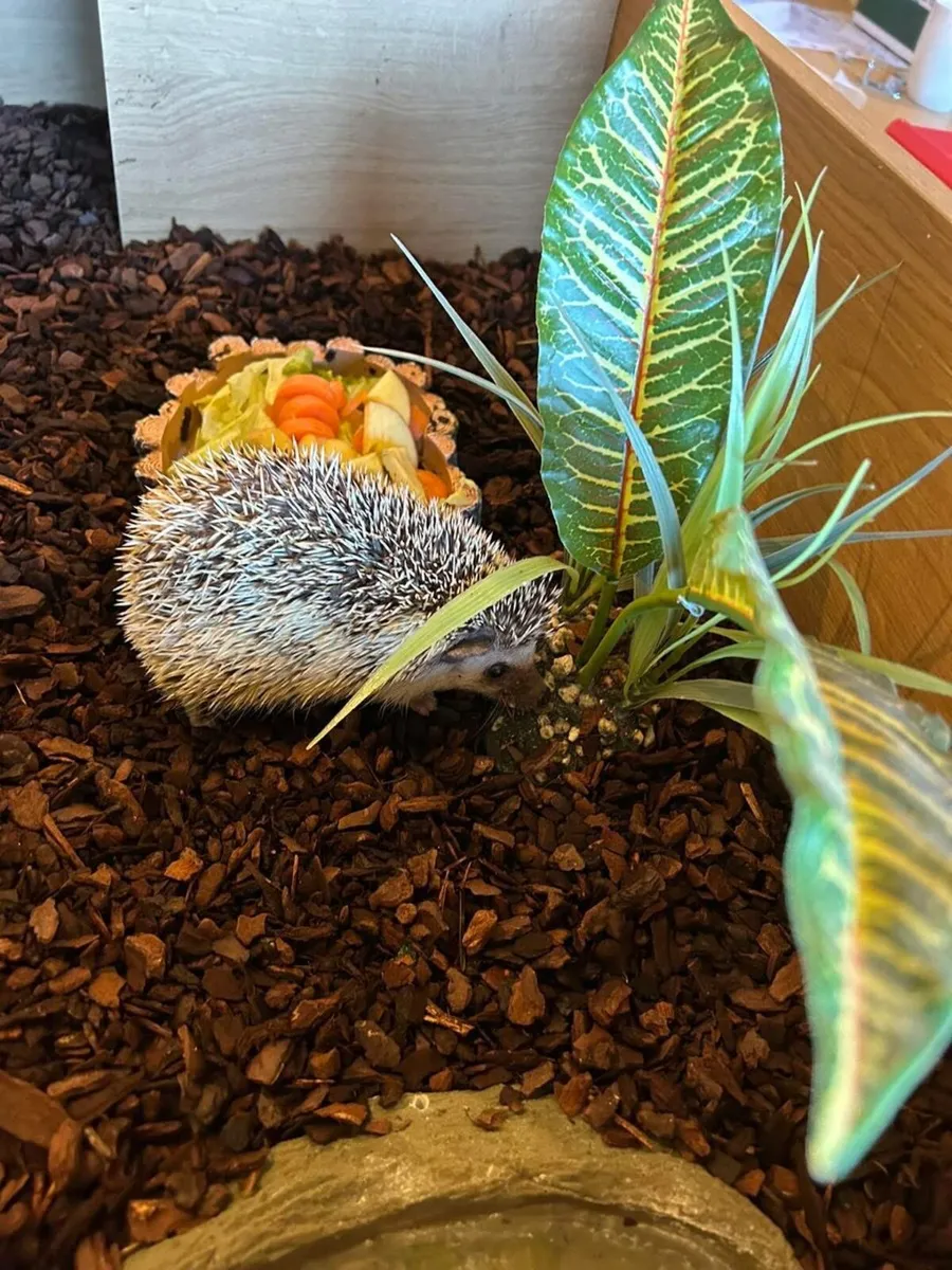 Pygmy Hedgehog - Image 3