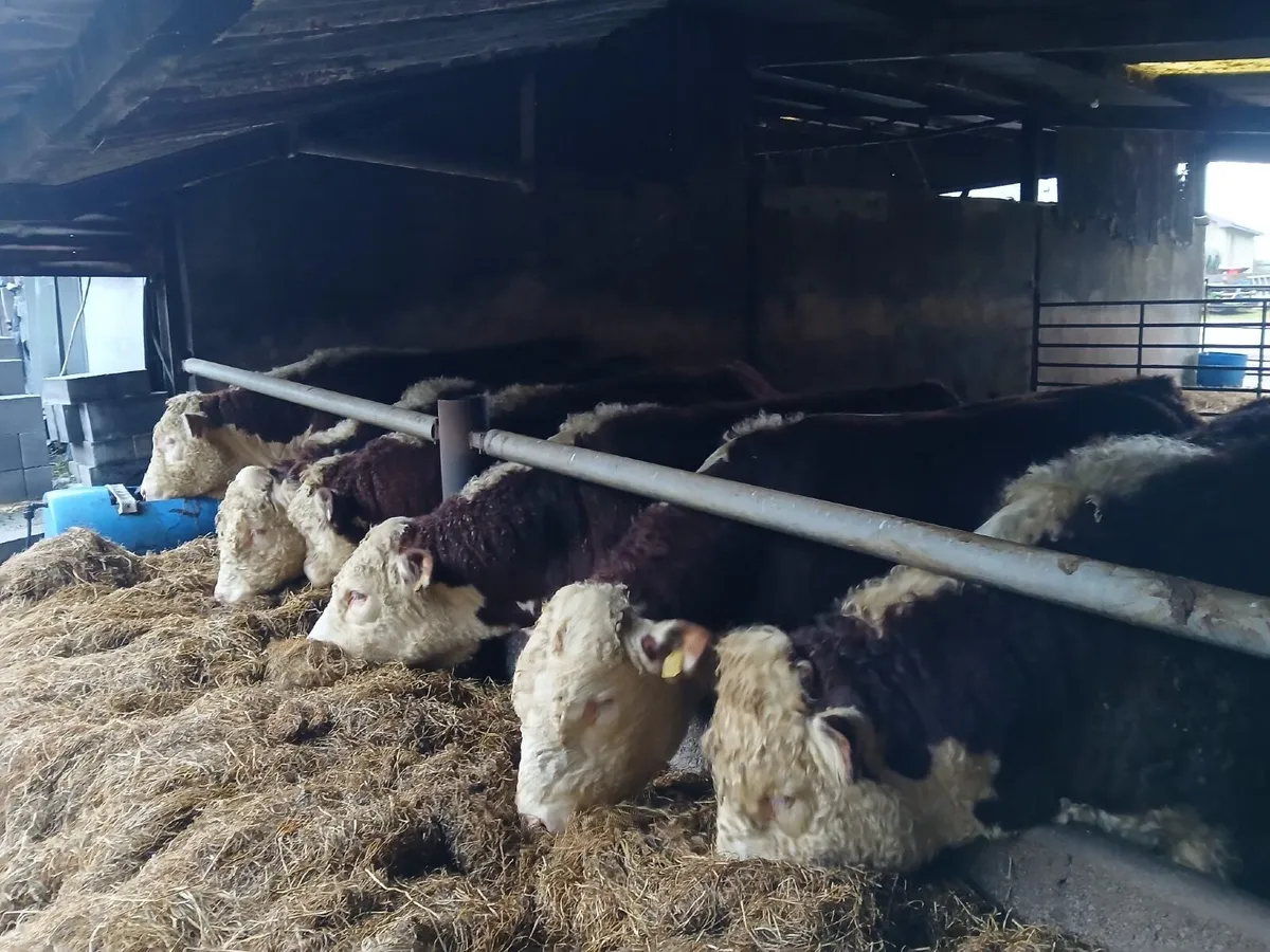 Pedigree Registered Purebred Hereford Bulls - Image 1