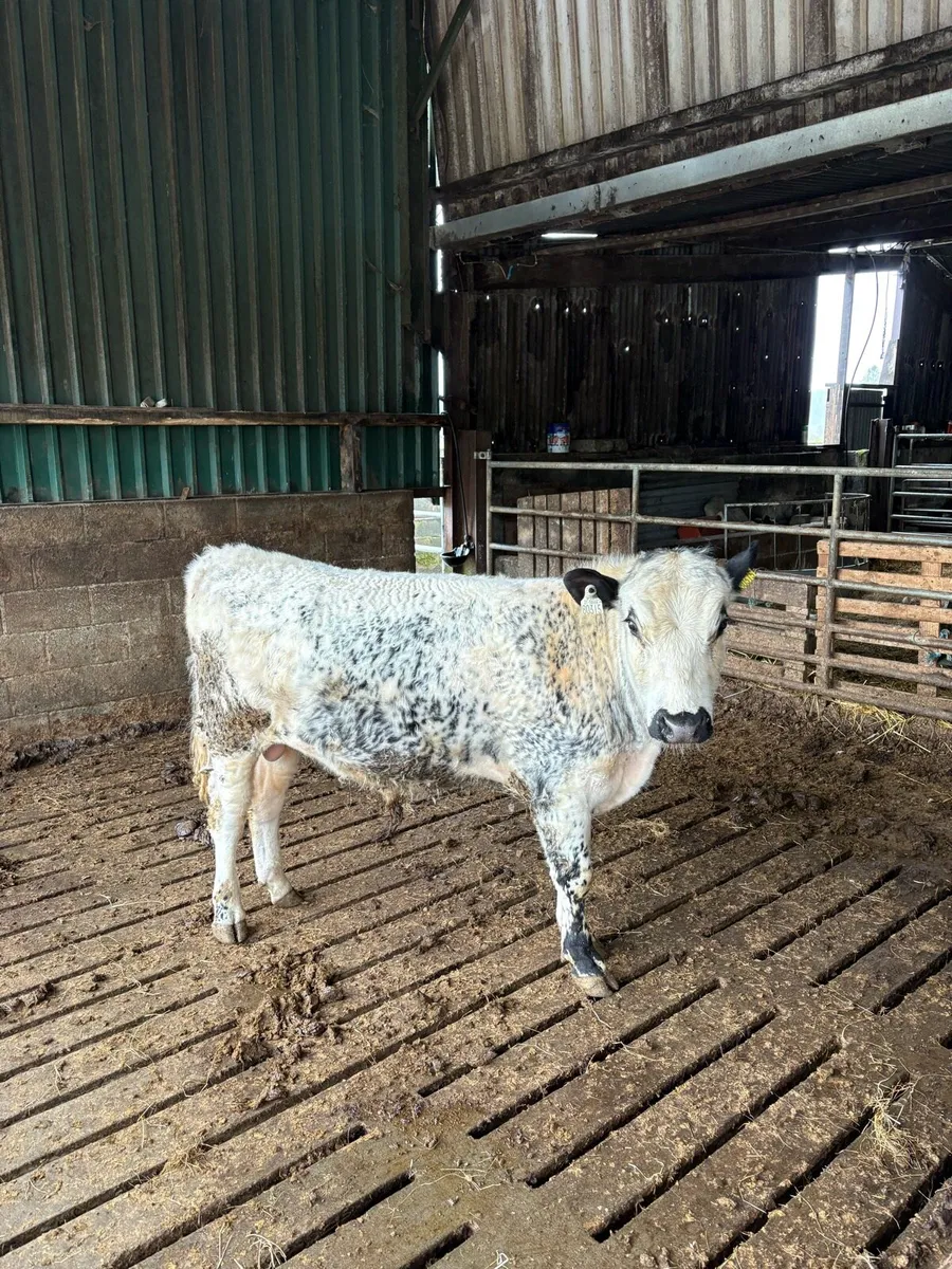 PBR Droimeann Bull - Image 3