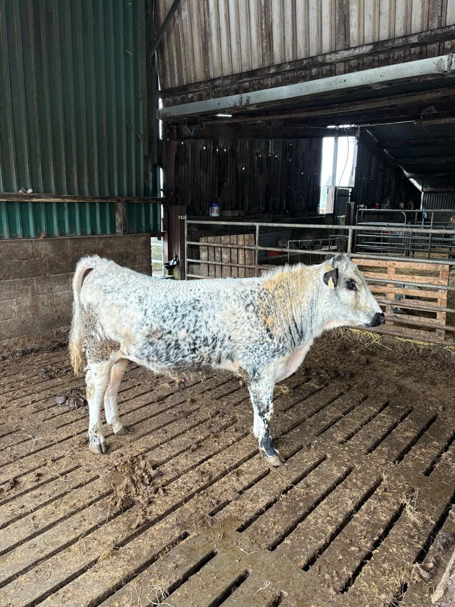 PBR Droimeann Bull - Image 2