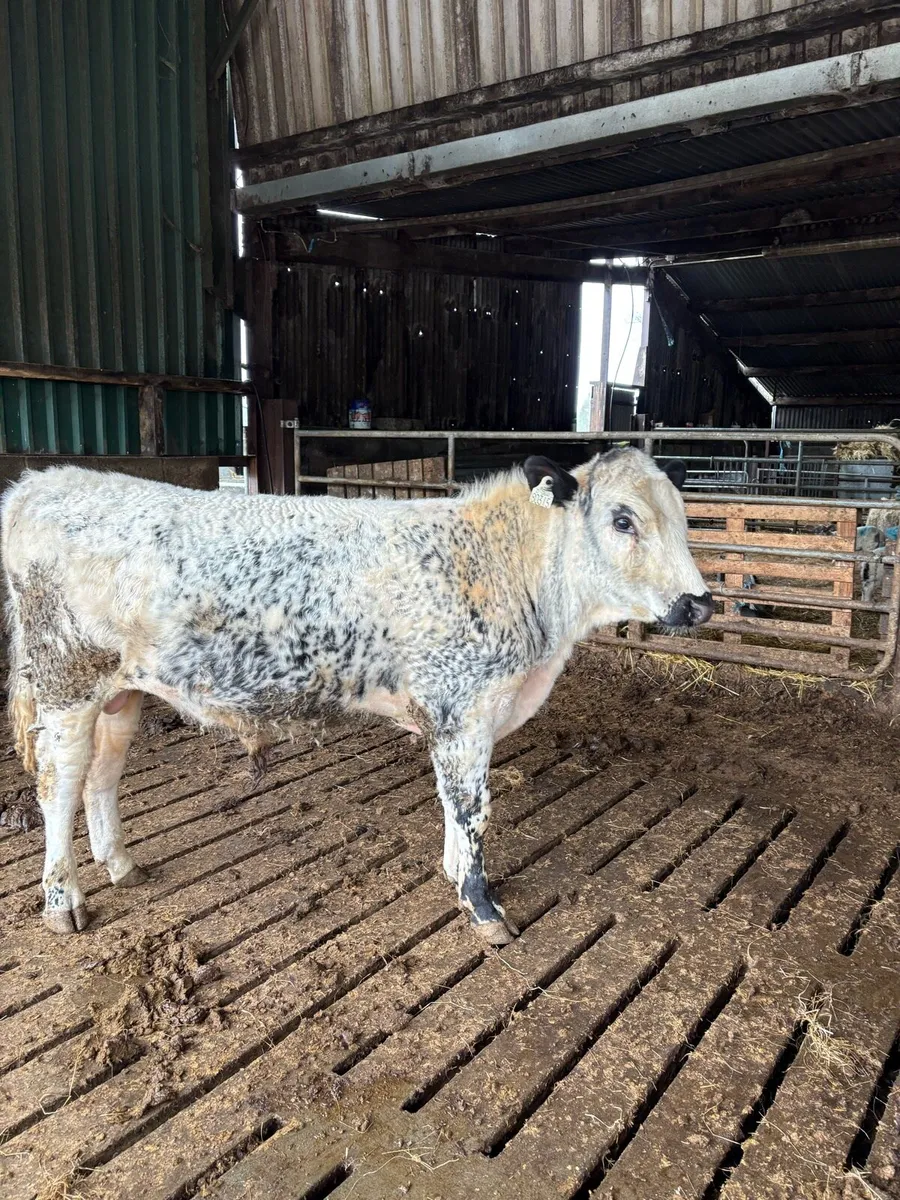 PBR Droimeann Bull - Image 4