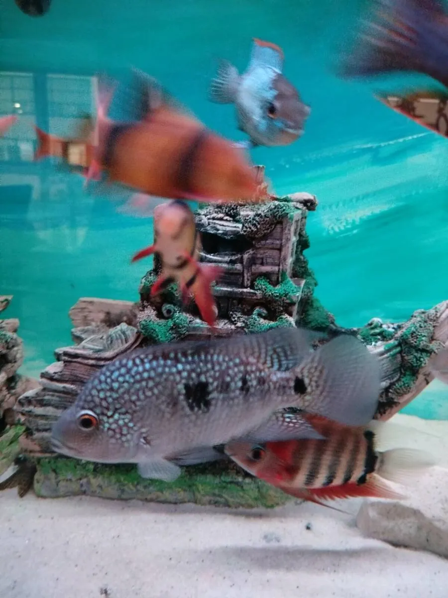 African & American Cichlids - Image 3