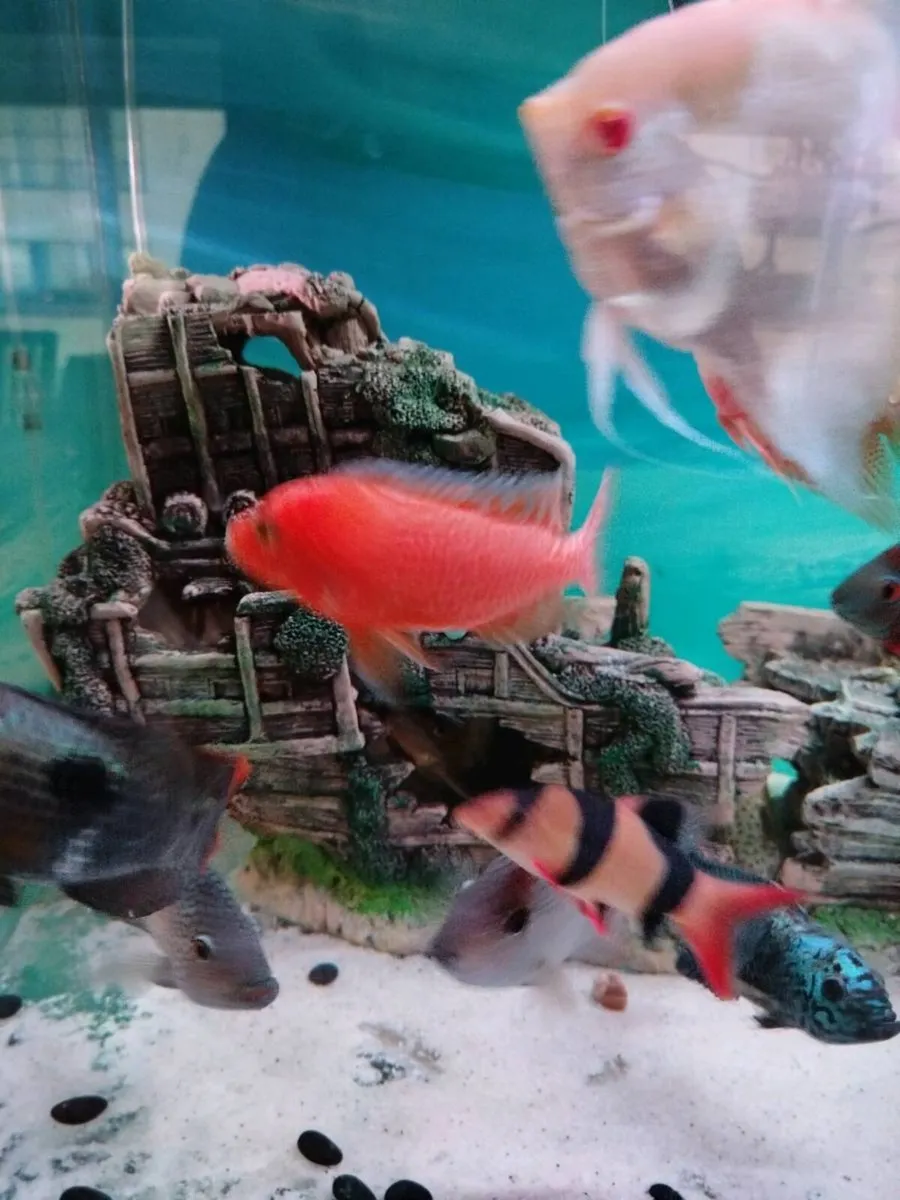 African & American Cichlids - Image 2