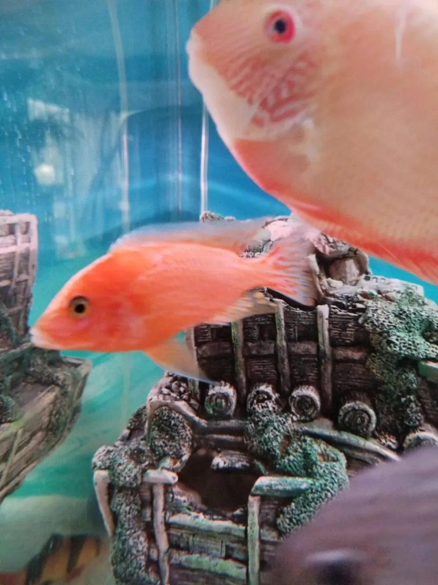 African & American Cichlids - Image 4