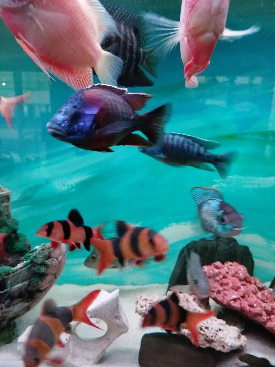 African & American Cichlids - Image 1