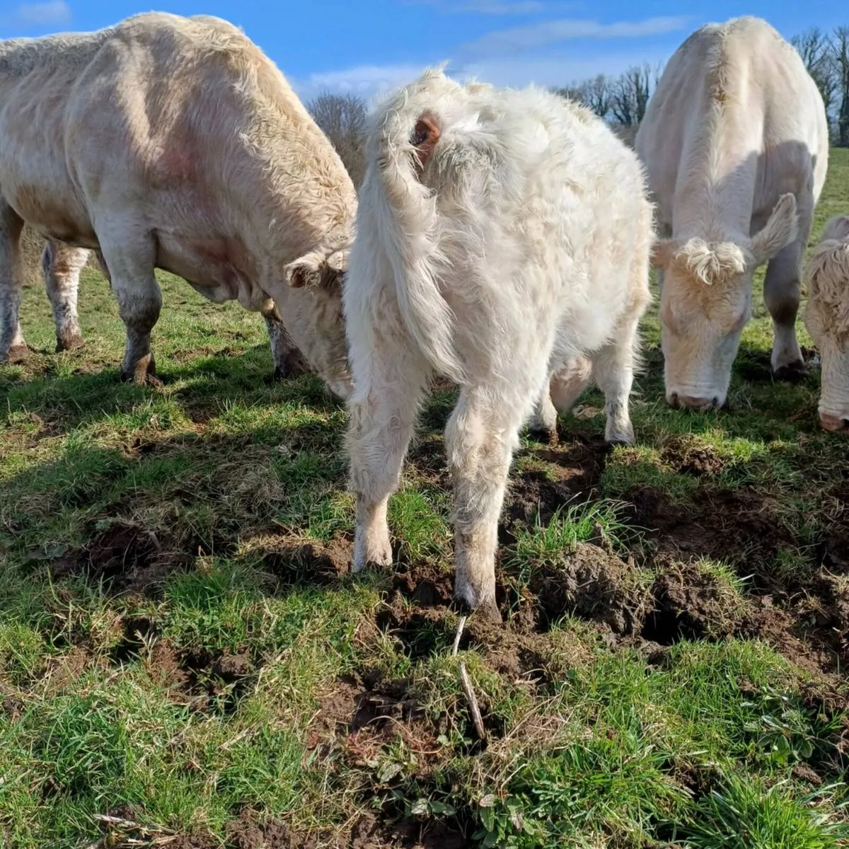3 pbr char heifer weanlings - Image 3
