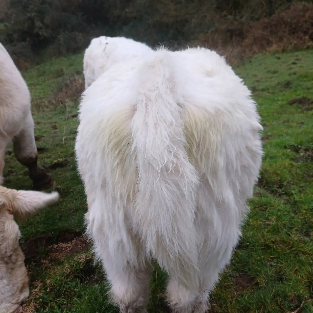 3 pbr char heifer weanlings - Image 1