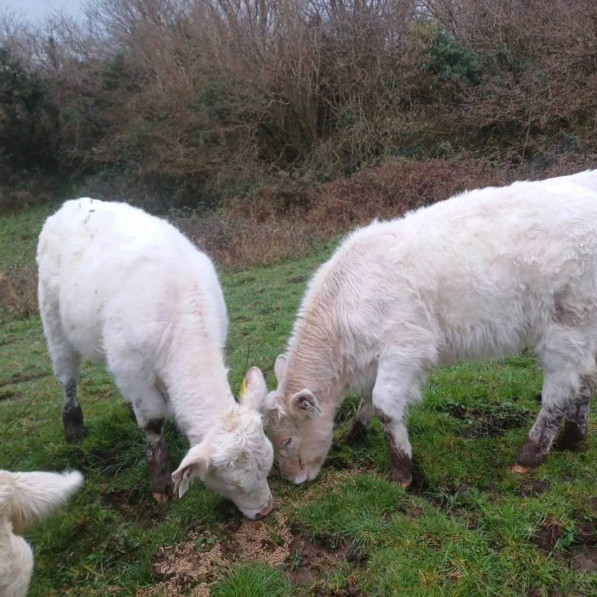 3 pbr char heifer weanlings - Image 2