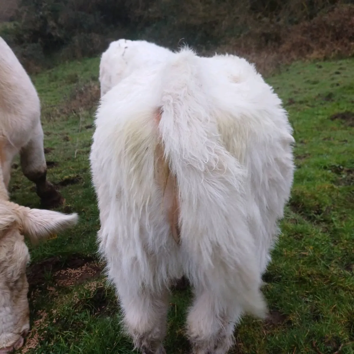 3 pbr char heifer weanlings - Image 4