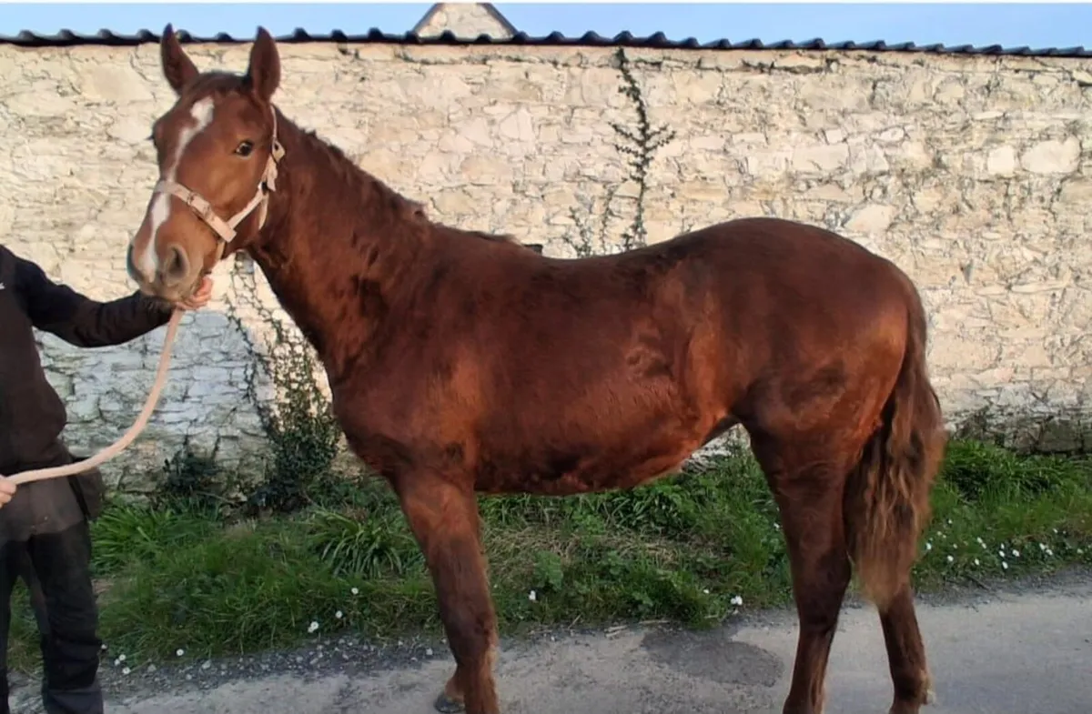 Irish draught filly - Image 1