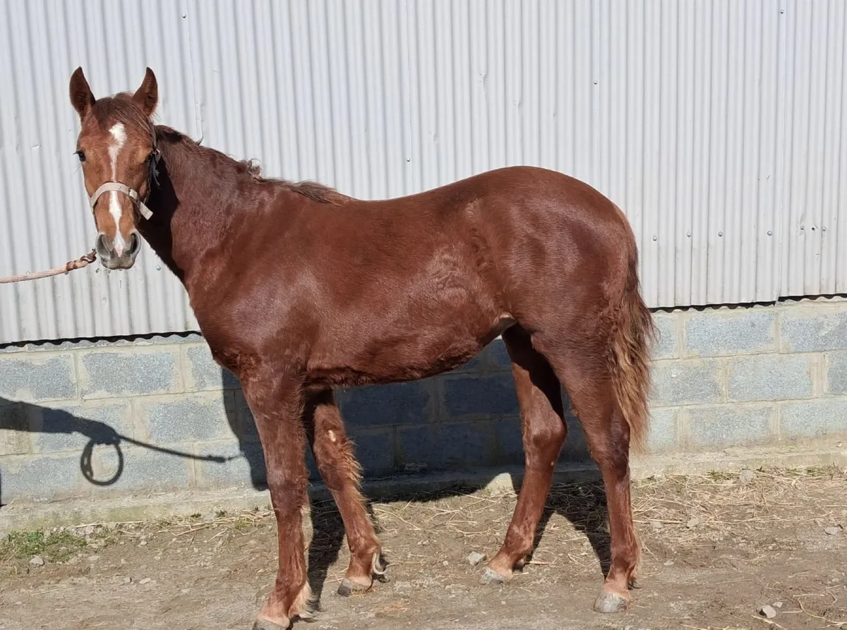 Irish draught filly - Image 4