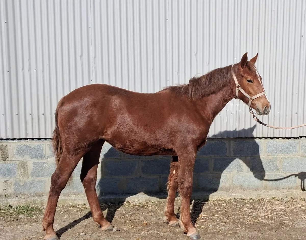 Irish draught filly - Image 3