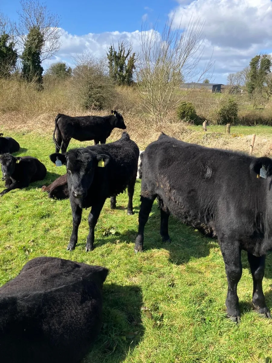 Yearling Heifers - Image 1
