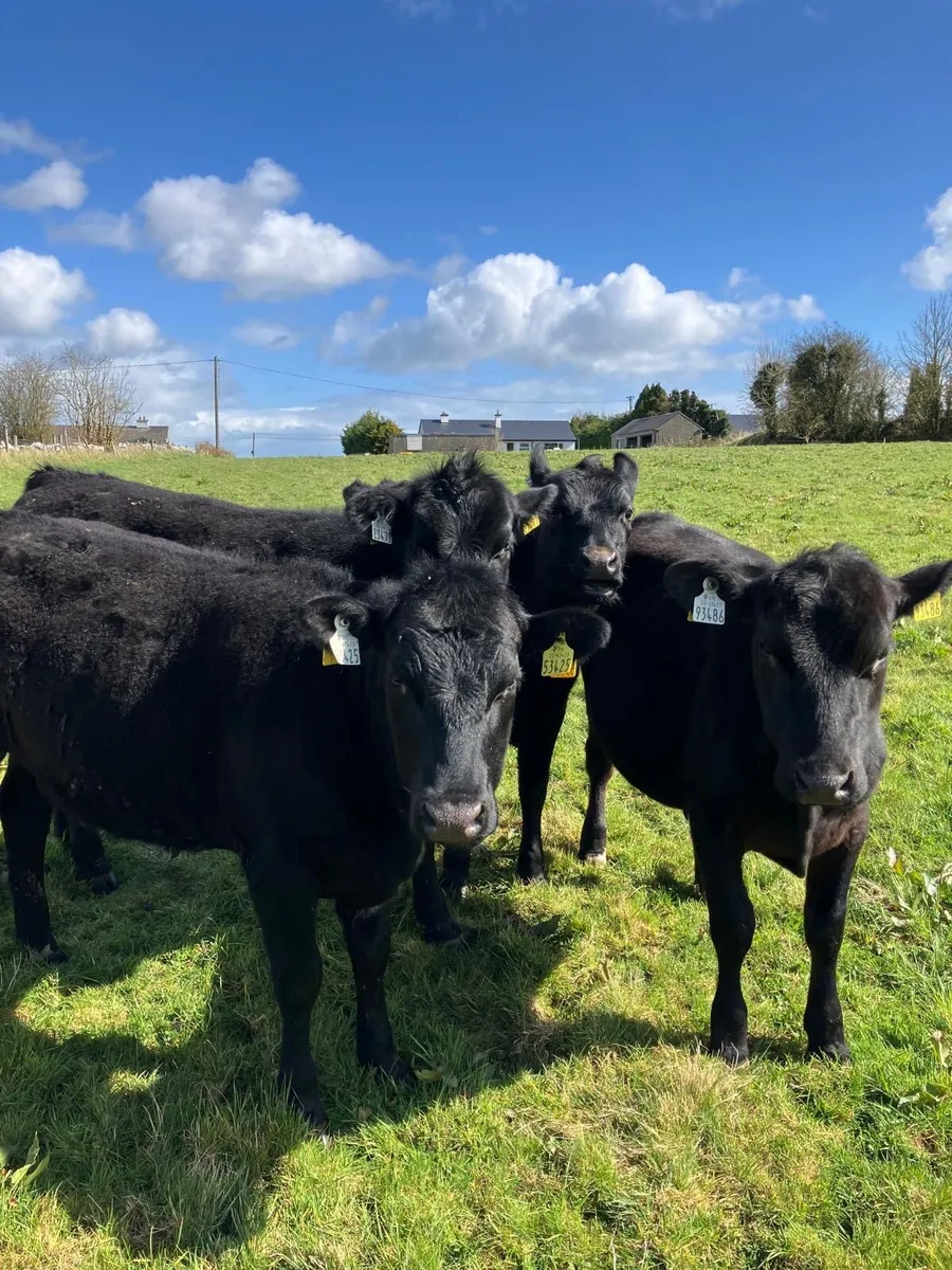 Yearling Heifers - Image 2